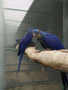 Hyacinth Macaw Parrots for sale 