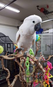 Moluccan cockatoo for sale