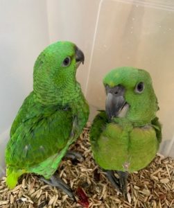 Yellow Naped Amazon parrots for sale 