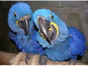 Hyacinth Macaw Babies for sale