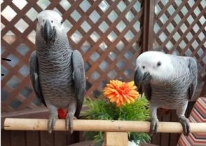 African grey Breeding pairs for sale