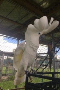 Umbrella cockatoo for sale