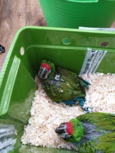 Military Macaw Babies for sale 