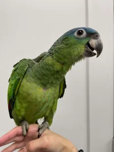 Mealy Amazon parrot for sale