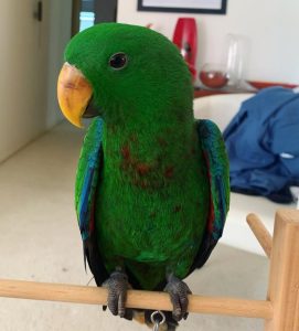 Eclectus parrot 4sale (KIKIE)