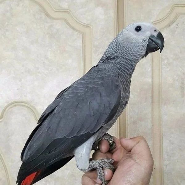 African grey parrot (ALEX)