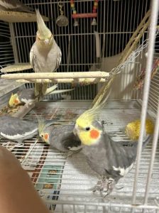 Cockatiels parrots for sale 