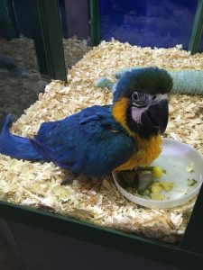 Blue&Gold Macaw Baby(ZOEY)