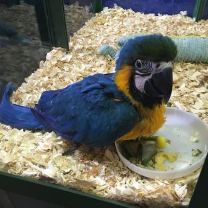 Blue&Gold Macaw Baby(ZOEY)