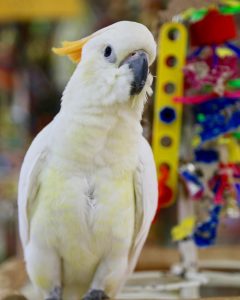 sulphur-crested cockatoo for sale 