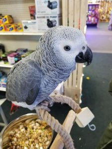 African grey parrot (BONNIE)