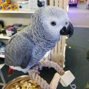 African grey parrot (BONNIE)