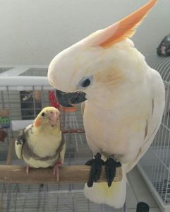  Triton-hybrid Cockatoo 4sale