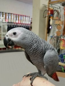 African grey parrot (ANGELA)