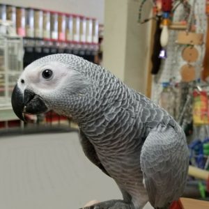 African grey parrot (ANGELA)