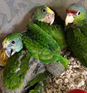 AMAZON PARROT CHICKS FOR SALE 