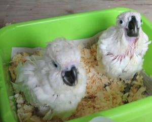 COCKATOO PARROT CHICKS FOR SALE