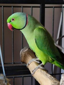  Ringneck parakeets (Cory)