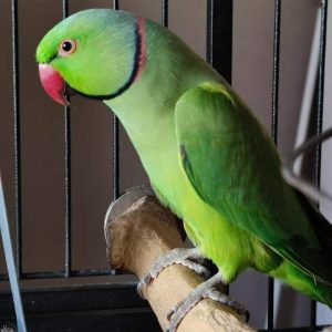 Ringneck parakeets (Cory)