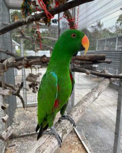 Eclectus Parrots for sale (Angelica)