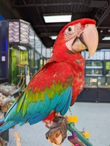 Macaw Green wing baby for sale (Charlie)