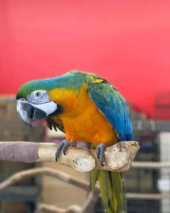 blue-and-gold macaw (Clovey)