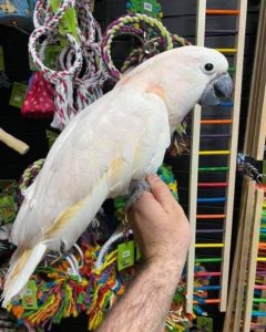 Moluccan Cockatoos For sale (Jason)