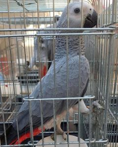  breed info-African Grey Parrot for Sale