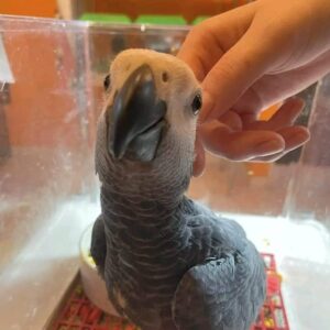 African grey parrot for sale-(TOMMIE)