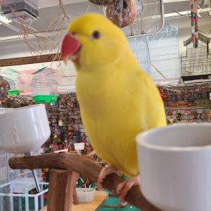 Indian Ringneck Lutino( Bud)