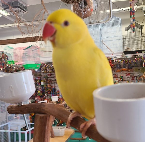 Indian Ringneck Lutino( Bud)