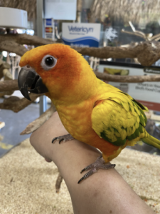   SUN CONURE FOR SALE 