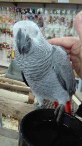 African grey parrot (AMELIA)