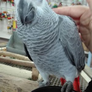 African grey parrot (AMELIA)