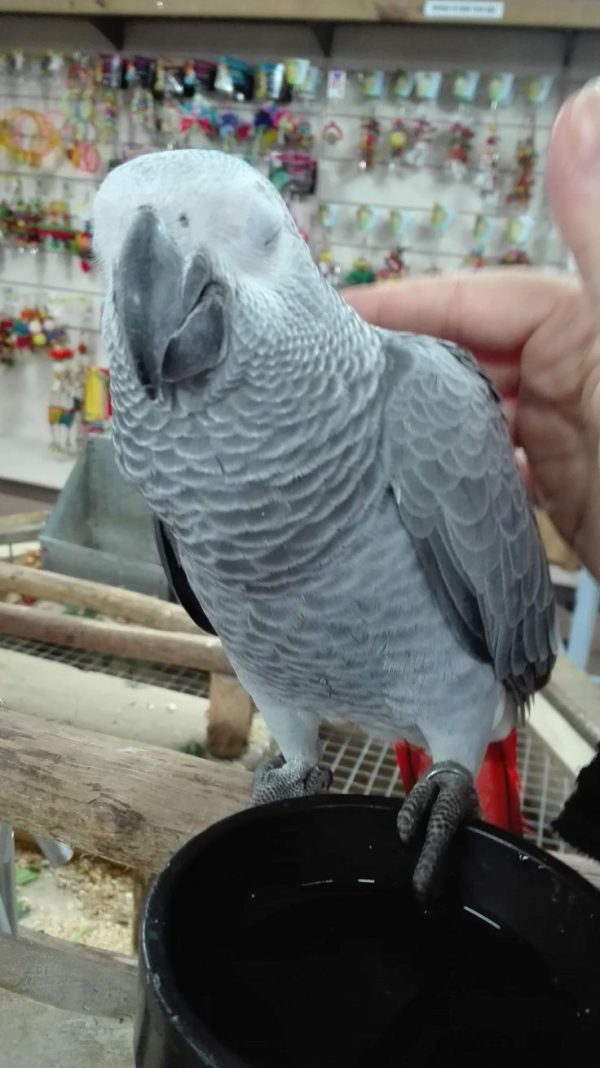 African grey parrot (AMELIA)