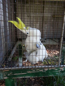 TRITON COCKATOO For Sale 