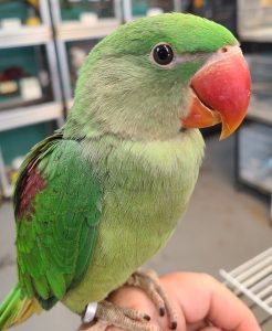 Alexandrine Parakeets(Tiki)