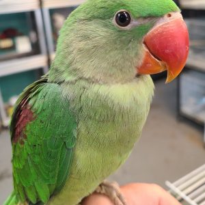 Alexandrine Parakeets(Tiki)