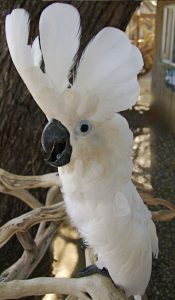 Umbrella Cockatoo (COLVEN)