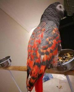  African grey parrot-(JACK)