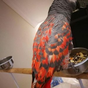 RED TAILED African grey parrot