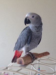 African grey parrot for sale-(JACKIE)