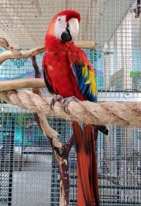  Green Winged Macaw (BRUCE)