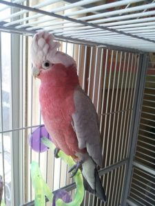  Galah Cockatoo 4sale (PENNY)