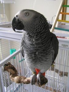 African grey parrot for sale -(MORGAN)