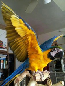 Blue and Gold Macaw (CHELSEA)