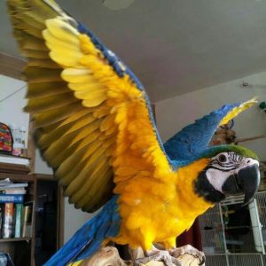 Blue and Gold Macaw (CHELSEA)