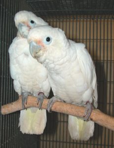 GOFFIN COCKATOO PARROTS FOR SALE