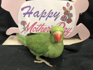 Indian Ringneck Green(Salty)