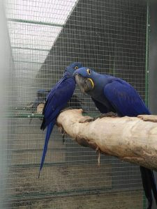 PAIRS HYACINTH MACAW FOR SALE